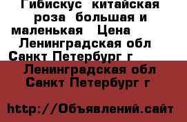 Гибискус (китайская роза) большая и маленькая › Цена ­ 500 - Ленинградская обл., Санкт-Петербург г.  »    . Ленинградская обл.,Санкт-Петербург г.